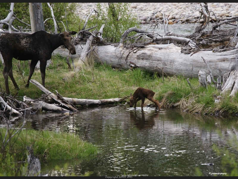 Mom and newborn 2012