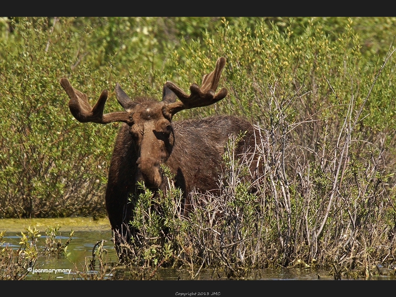 Moose 2012 (2)