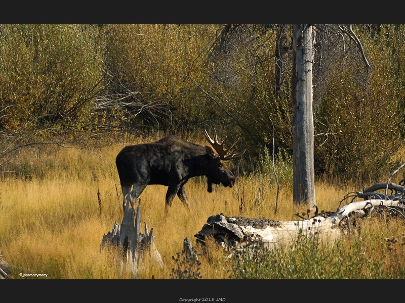 Moose at Taggart Lake 2012