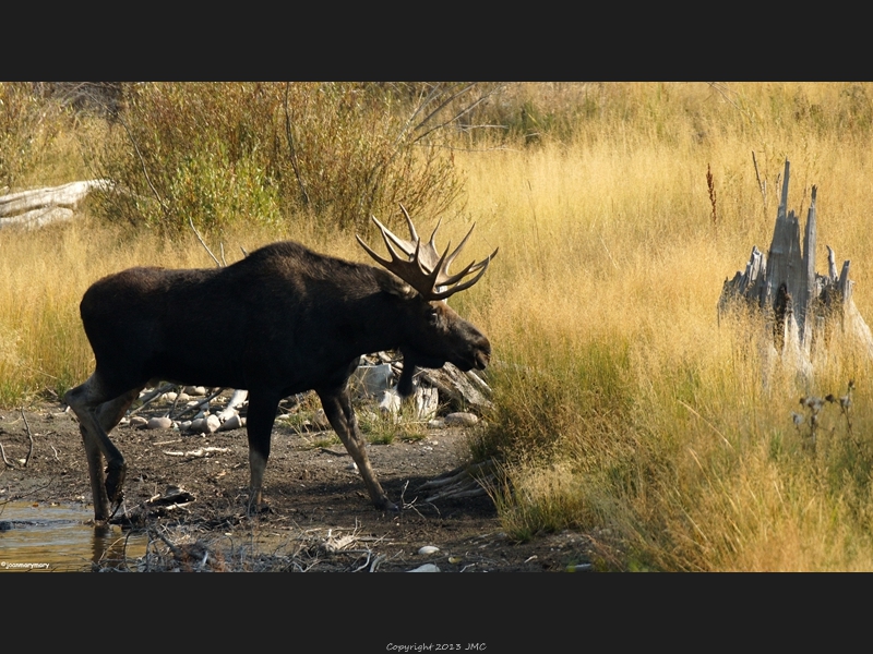 Moose at Taggert Lake 2012