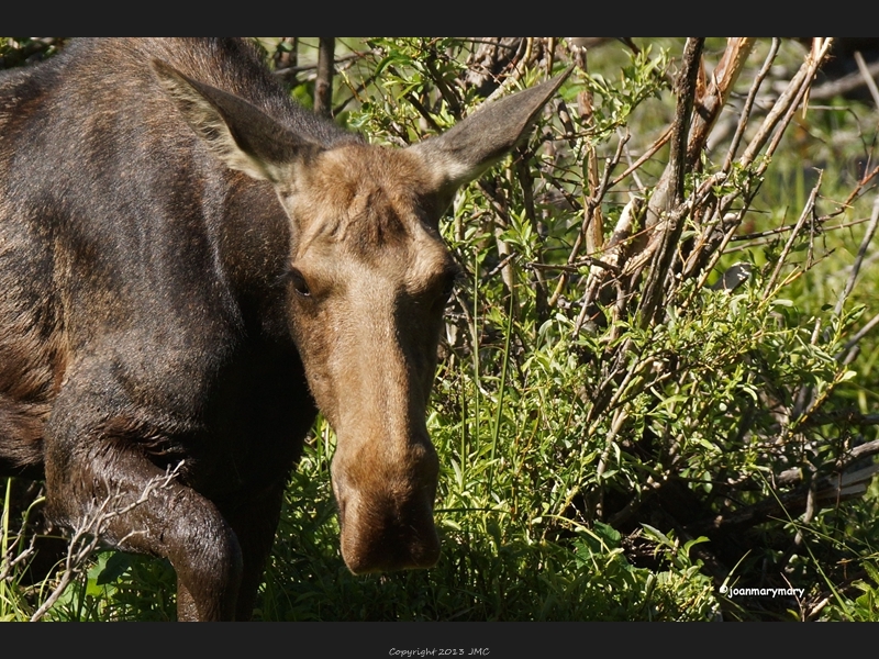 Moose Cow at Sawmill 2012