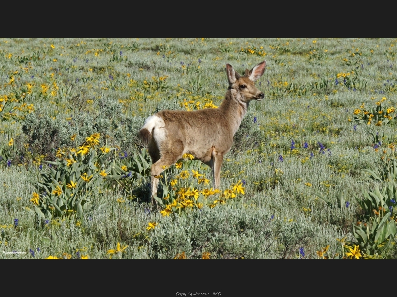 Mule Deer