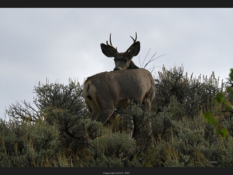 Mule Deer (3)