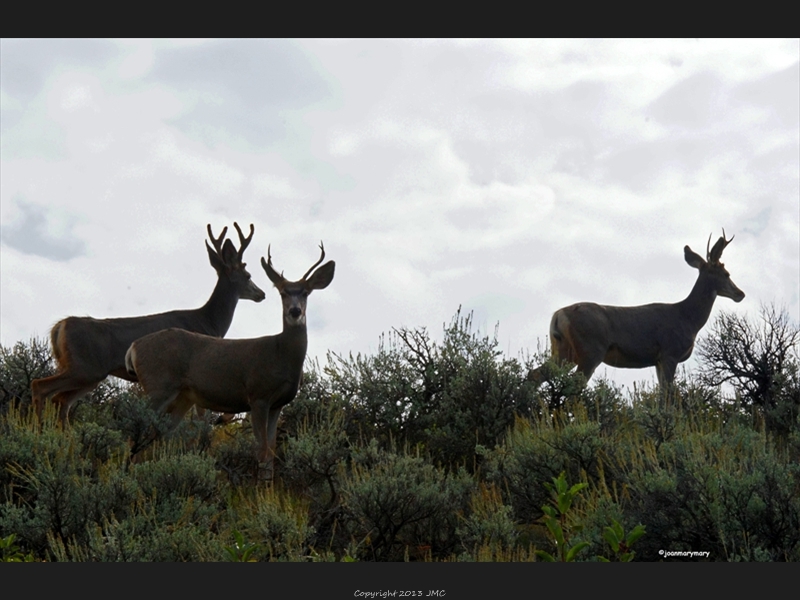 Mule Deer (4)