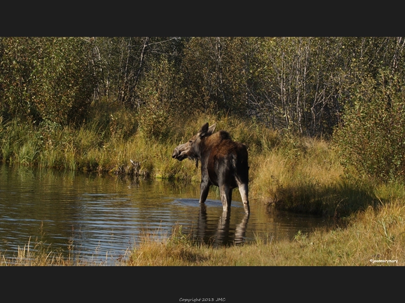 Sawmill Pond 2012