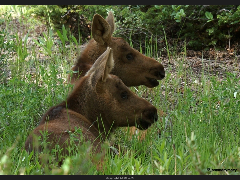 The twins- Gros Ventre