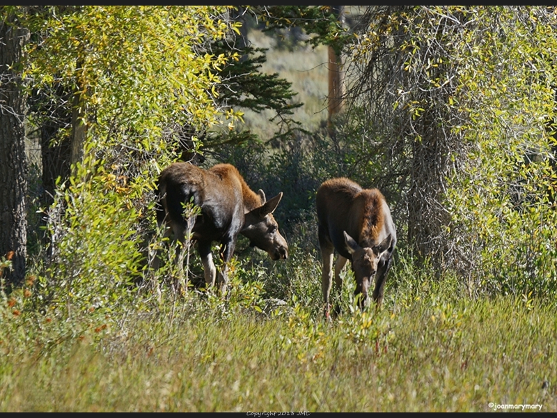 The twins in the fall- Gros Ventre