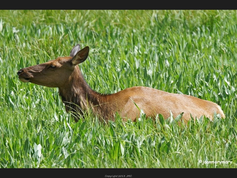 Yellowstone- elk