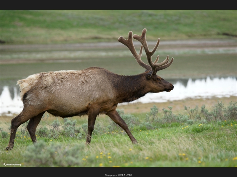 Yellowstone- Spring2