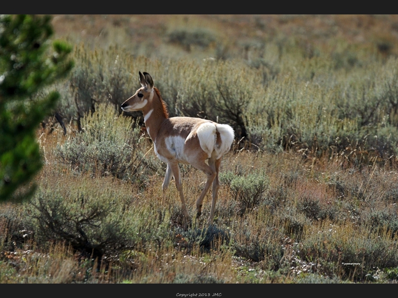 Young Antelope