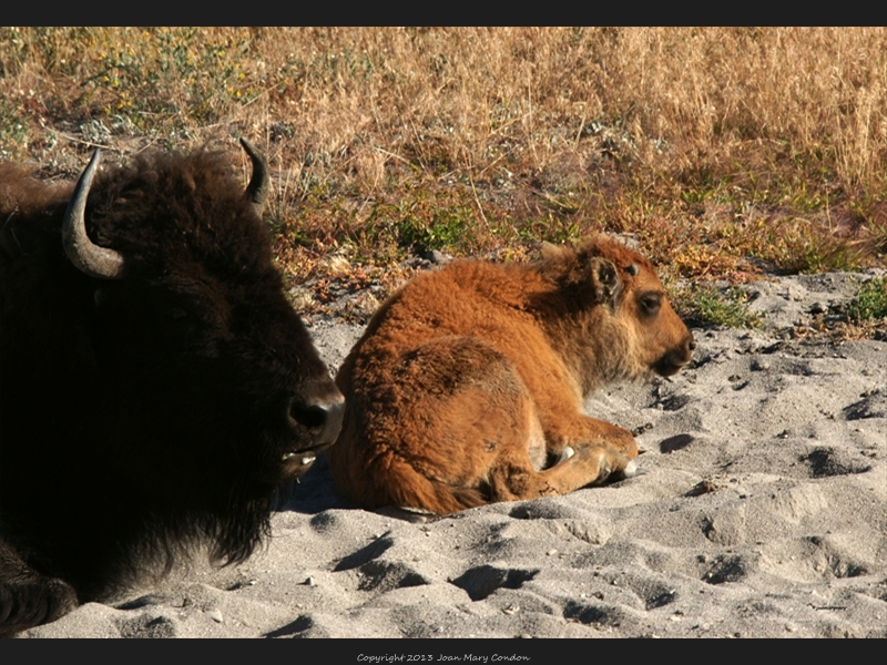 2009 Yellowstone (3)