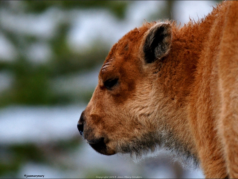 2010 Yellowstone