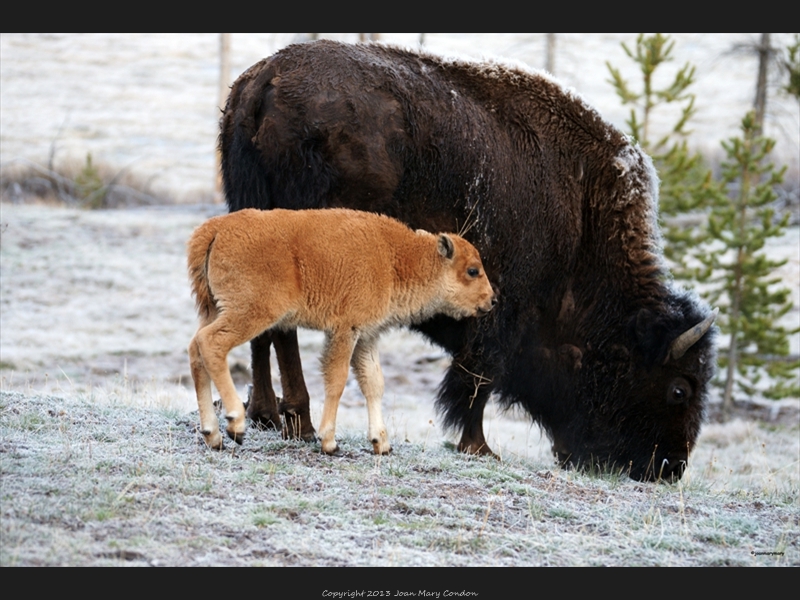 2010 Yellowstone (2)