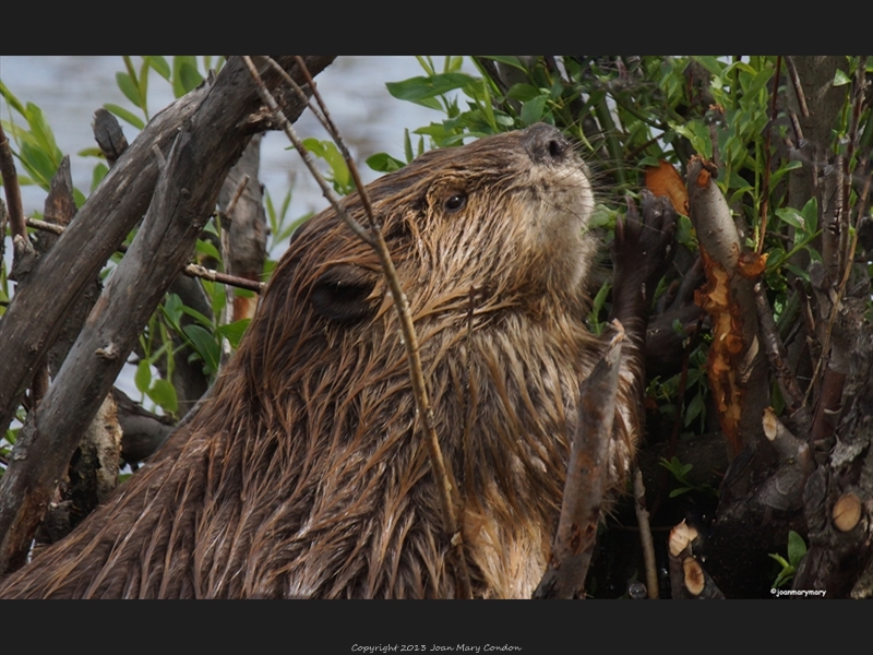 Beaver 2012