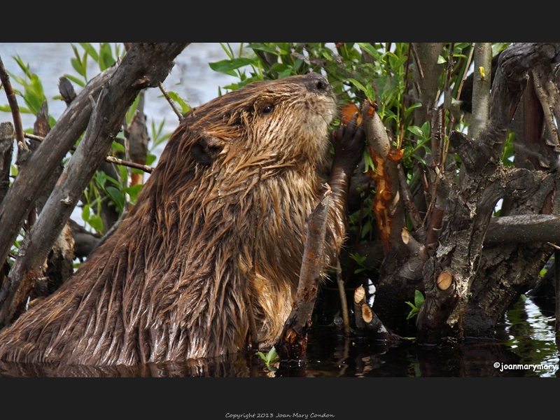 Beaver 2012 (2)