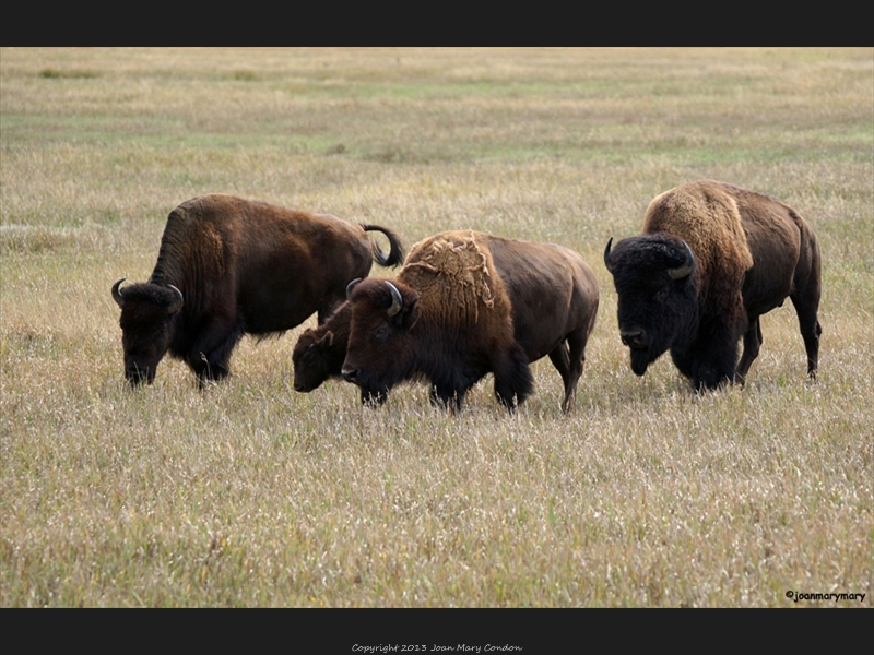 Bison