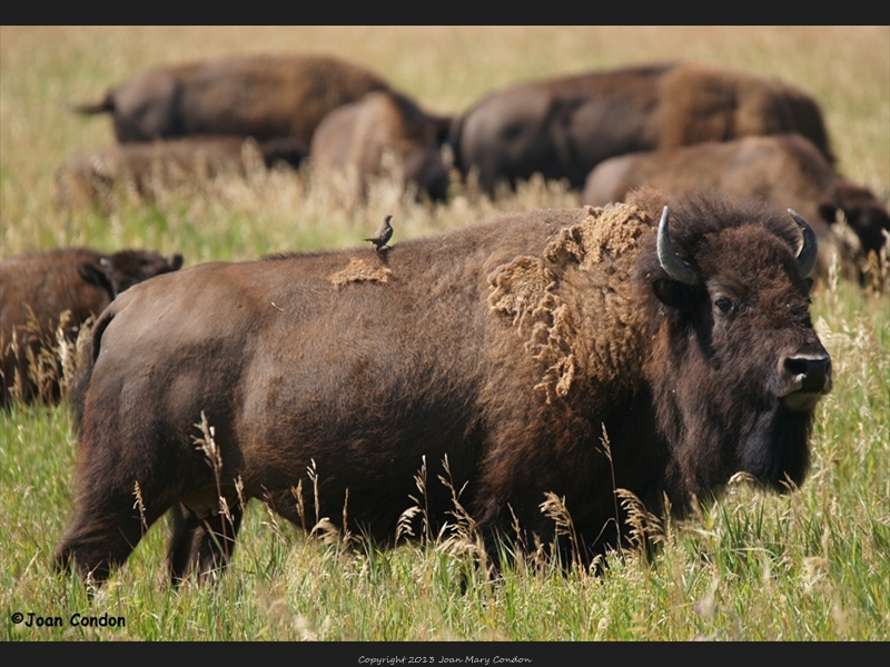 Bison (2)