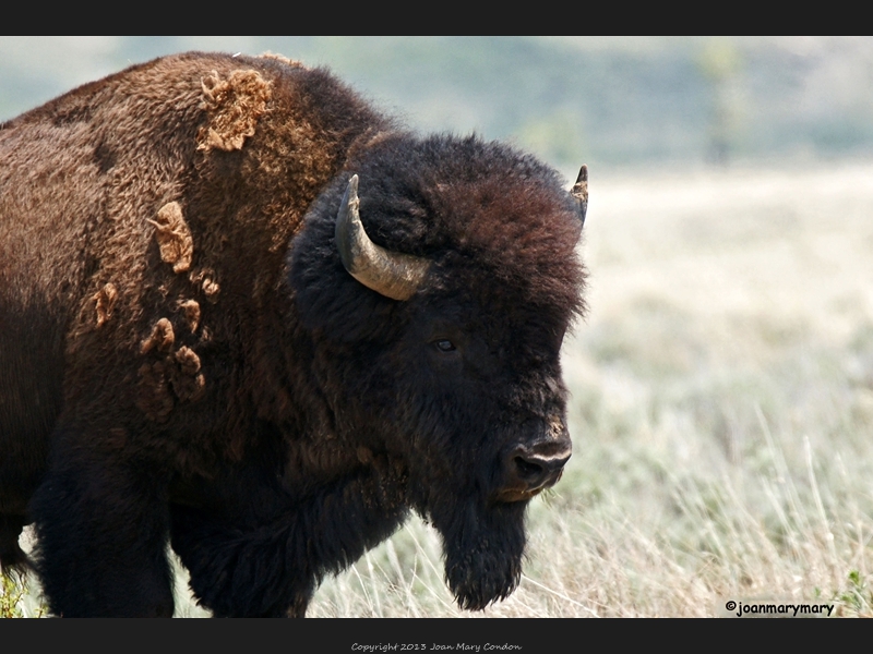 Bison 2012