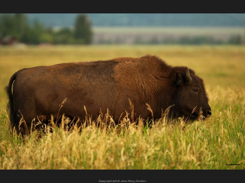 Bison- Antelope Flats