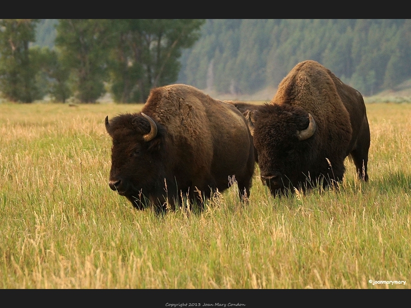 Bison- Antelope Flats (2)