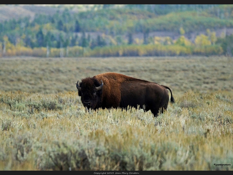 Bison- Antelope Flats (4)