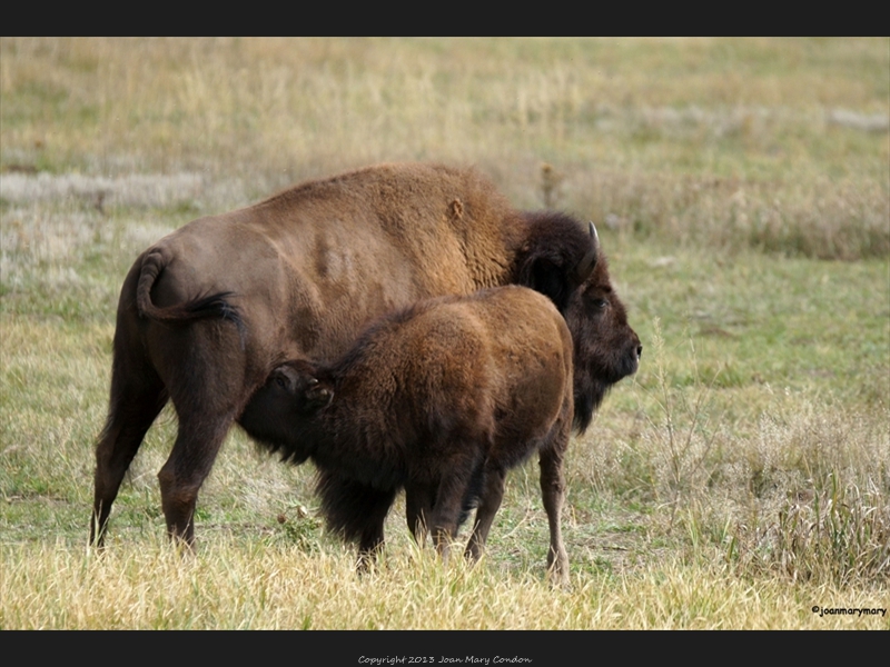 Bison lunchtime