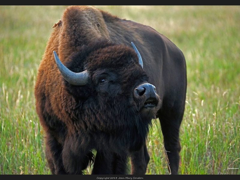 Bison on Moulton Barn Rd