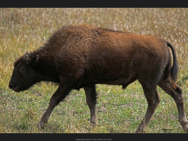Bison yearling in the fall