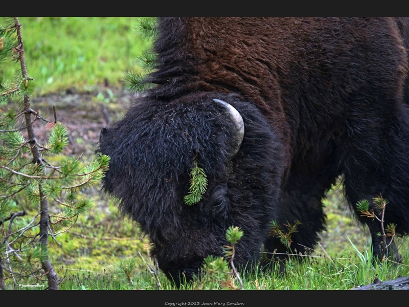 Bison- Yellowstone