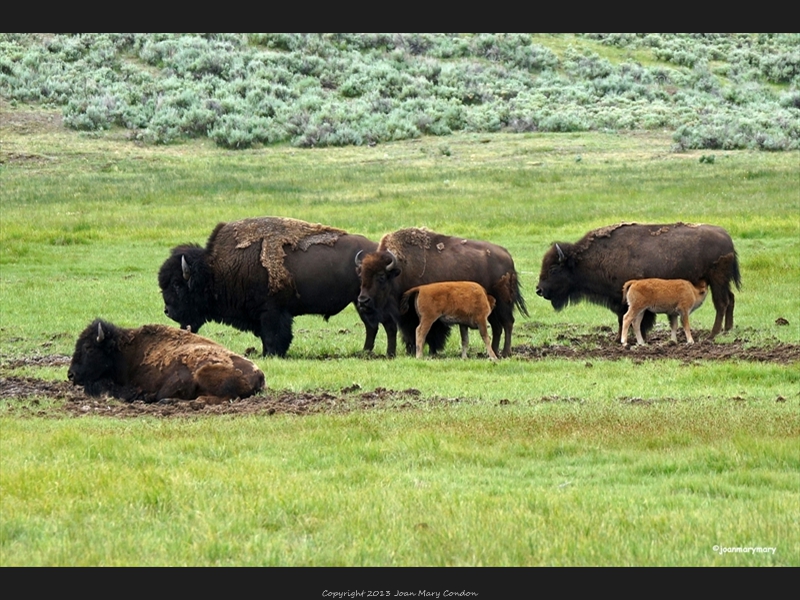 Bison- Yellowstone (2)
