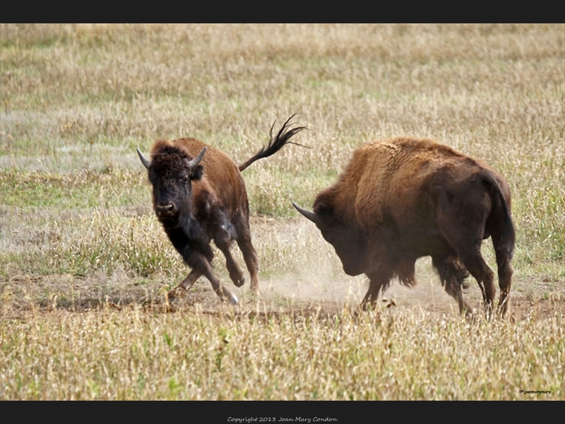 Bison Young Males
