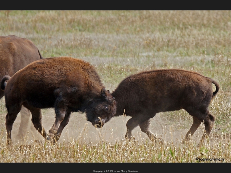 Bison young males (2)