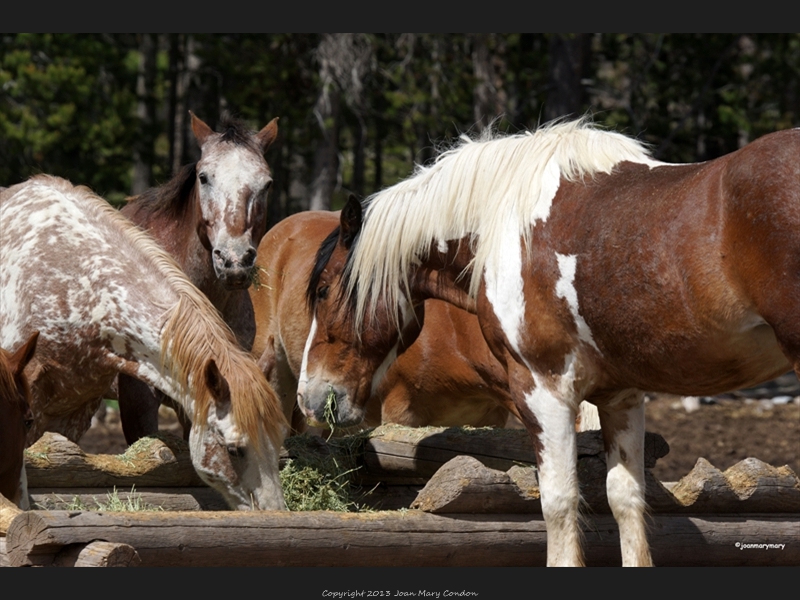 Breakfast at Colter Corrals