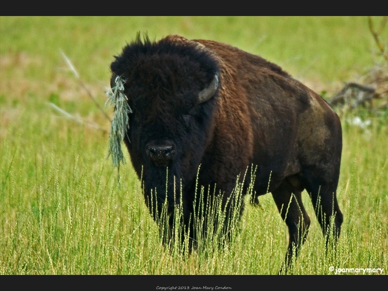 Buffalo- Antelope Island State Park- UT