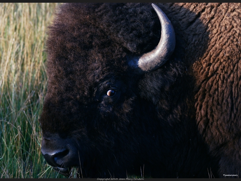 Buffalo Yellowstone