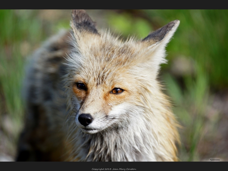 Fox entrance to Colter