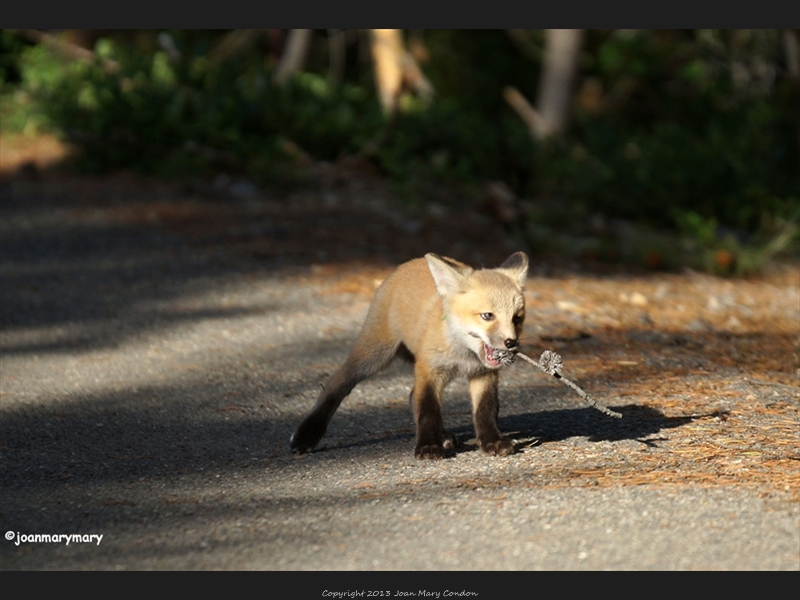 Fox kit