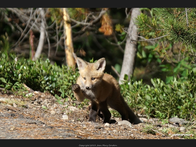 Fox kit (2)