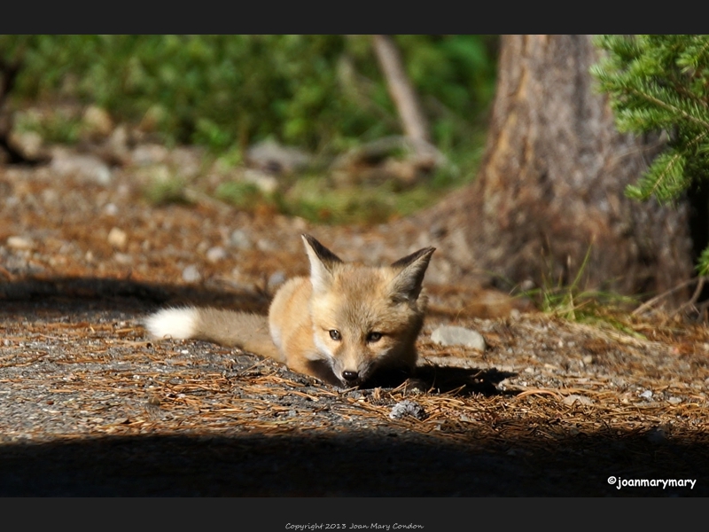 Fox kit (3)