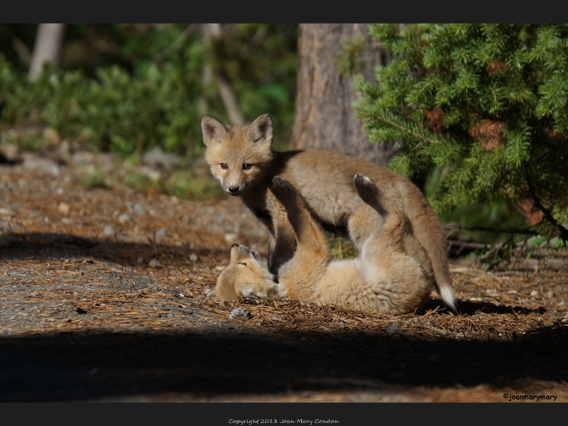 Fox kits (2)