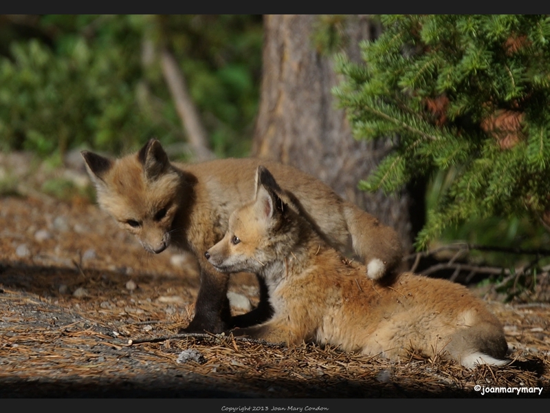 Fox kits (3)