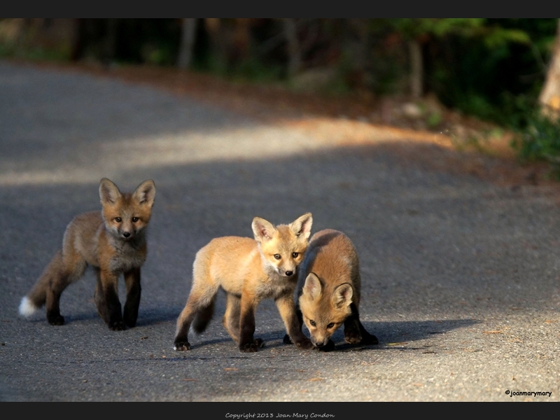 Fox kits_edited-1