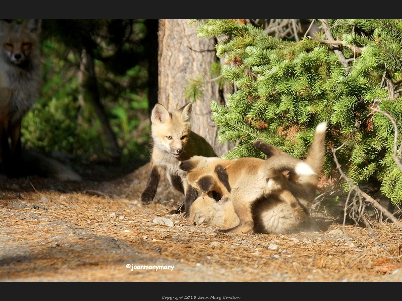 Fox kits playing