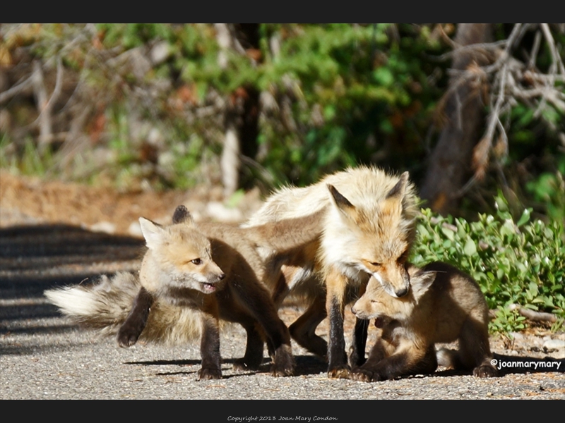 fox kits playing with mama