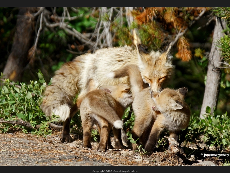 Fox kits playing with mama (2)