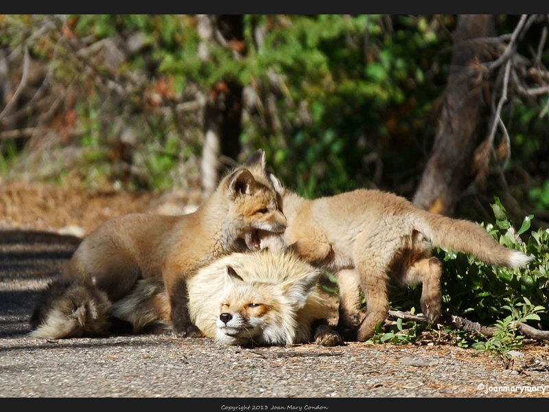 Fox kits playing with mama (3)