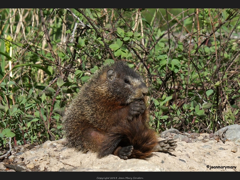 Marmot