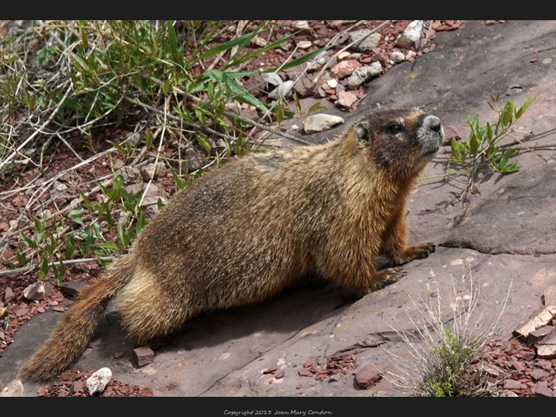 Marmot- Flaming Gorge WY