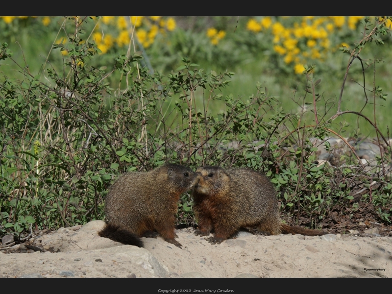 Marmot siblings