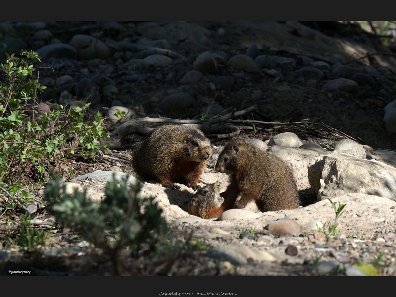 Marmot siblings2